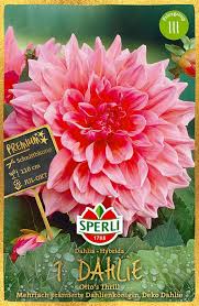 Baltus dahlia cactus crazy love. Dahlie Otto S Thrill 1 Stuck Dahlienzwiebeln Von Sperli Samenhaus Samen Samereien