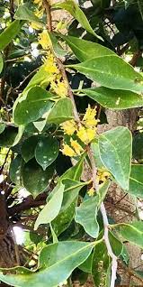 Image result for Grewia microcarpa