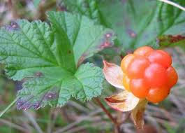 Image result for Rosaceae