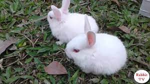 Pin On Rabbit Tv