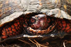 Green Futures Newsletters May 2011 Turtles Snake Geranium John Gilmour Sherman