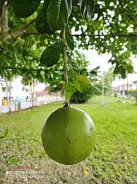 Ada cangkok yang sudah berhasil kamu boleh lihat disini cangkok pohon maja | buah. Amie S Little Kitchen Berkenalan Dengan Buah Labu Kayu Buah Maja Delima Batu Applewood