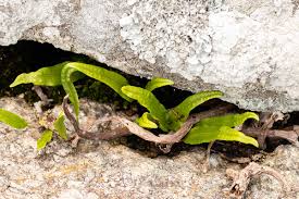 Image result for Lepisorus schraderi