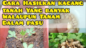 Kacang tanah merupakan tanaman yang mudah ditanam dan dijaga. Cara Tanam Kacang Tanah Dalam Pasu Little Kebun Youtube