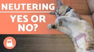 Well, a male cat should never be spayed. Neutering A Cat Advantages And Disadvantages Of Spaying And Castration Youtube