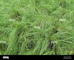 Image result for Paspalum notatum