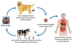 Turkiye Hidatidoloji Dernegi