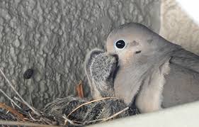 Check spelling or type a new query. Mourning Dove Feeding Crop Milk To Baby Chicks P900 Photo Nikon Coolpix Talk Forum Digital Photography Review