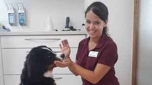 Aber man sollte immer seinen hund darauf vorbereiten, wenn man für einige stunden oder einen längeren zeitraum weggeht. Wertingen Hund Allein Zuhause Eine Wertinger Tierarztin Klart Auf Wertinger Zeitung