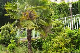 Un Jardin Exotique Comme A Miami Jardin Exotique Feuilles De Plantes Jardins