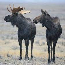 Moose Medicine Hat Alberta Alg Saker Att Kopa