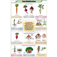 A modified stem is an organ that stores food, which the plant can then use to survive its dormancy period. Stem Modification Chart India Stem Modification Chart Manufacturer Stem Modification Chart Suppliers And Stem Modification Chart Exporters In India