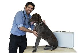 Call juniper country veterinary services today! Drg Mobile Vet Mobile Veterinary Services In Adelaide Dr G Mobile Vet