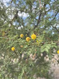 Image result for Acacia