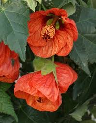 Abutilon Grow A Houseplant That Never Stops Blooming Plants Planting Flowers House Plants