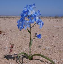 Image result for Tecophilaeaceae