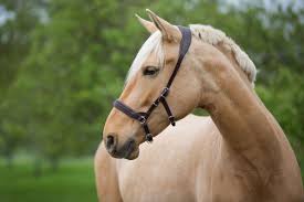Køb ridetøj, hesteudstyr og hundetilbehør online eller i vores butikker! Balancio Saskia Limbeck Balanced Horseman Shop Ch