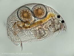 Image result for Alinula sp.