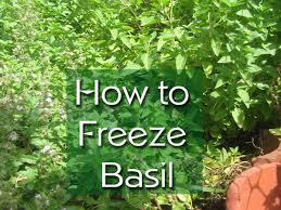 If you planted basil in your garden and all has gone according to plan, by midsummer you'll have lots of fresh basil luring you with its love love basil!! How To Freeze Fresh Basil Delishably