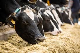 Suntem brandul de lactate 100% românești, naturale și integrale, nutritive și fără adaosuri. MÄdÄlina Cocan LÄptÄria Cu Caimac DacÄ Ar AÈtepta PanÄ Cand Ar Èti Tot E Posibil Ca Un Antreprenor SÄ Nu Mai AibÄ Curaj SÄ PorneascÄ Afacerea