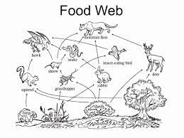 50 Food Chains And Webs Worksheet Chessmuseum Template Library Food Web Food Chain Cycle For Kids