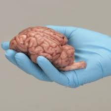 Sheep Brain Dissection Carolina Com