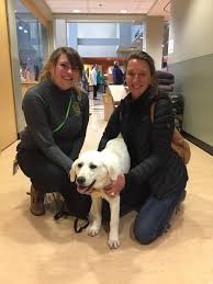 Find yellow lab puppies in canada | visit kijiji classifieds to buy, sell, or trade almost anything! Home Sweet Home Oregon Humane Society