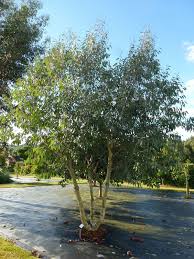 It can reach 8m in height. Eucalyptus Debeuzevillei Architectural Plants