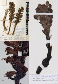 Image result for Cistanche tinctoria