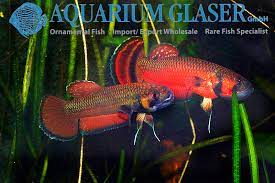 Betta macrostoma one of the most popular and expensive aquarium fish. Betta Macrostoma Aquarium Glaser Gmbh