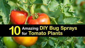It serves as an insecticide, aphicide, fungicide, sclaicide and miticide, all in one. 10 Amazing Diy Bug Sprays For Tomato Plants