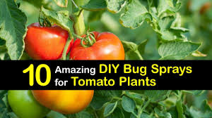 A combination of apple cider vinegar and water can prevent and treat leaf spots fungi, mildews and scab diseases. 10 Amazing Diy Bug Sprays For Tomato Plants