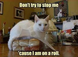Cat lovers, get ready to laugh. Funny Cat Puns