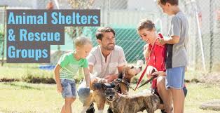 Maybe you would like to learn more about one of these? Local Animal Shelters Rescue Centers In Kansas City Ipetskc