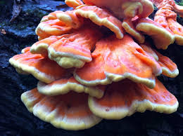 Laetiporus Sulphureus The Chicken Of The Woods Is Identified By Its Firm Yellow Or Orange Flesh And G Stuffed Mushrooms Chicken Of The Woods Edible Mushrooms