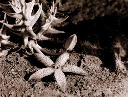 Image result for Orbea maculata