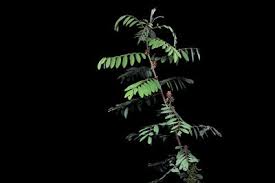 Image result for Indigofera ischnoclada