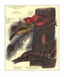 Dougal Dixon After Man A Zoology Of The Future Pdf Zoology Illustrated Words Printing And Binding
