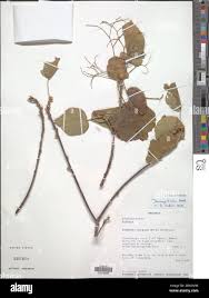 Image result for Dombeya kirkii