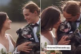 Couple Honors Dog, 19, at Wedding Before Having to Put Him Down