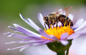 I have ordered 4 times during. Africanized Bees La West Vector