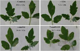 We did not find results for: Frontiers Nitrogen Metabolism And Growth Enhancement In Tomato Plants Challenged With Trichoderma Harzianum Expressing The Aspergillus Nidulans Acetamidase Amds Gene Microbiology
