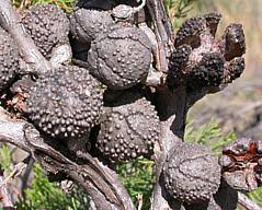 Image result for Callitris