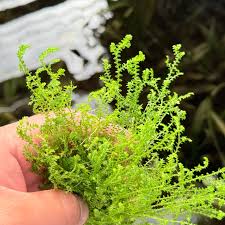 Image result for Selaginella kraussiana