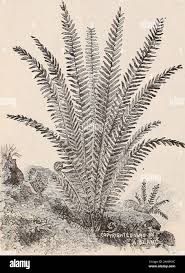 Image result for Asplenium emarginatum