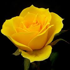 Image result for ‫رز زرد‬&lrm;
