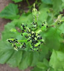 Zu den bekanntesten käfern gehören wohl der marienkäfer und der mistkäfer. Schwarze Kafer Pflanzenkrankheiten Schadlinge Green24 Hilfe Pflege Bilder