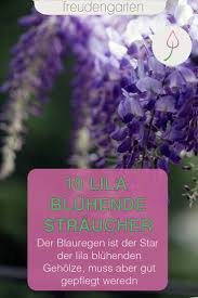 Die Schonsten Straucher Mit Lila Bluten In 2020 Lila Bluten Straucher Garten Garten Pflanzen