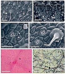 Image result for Crabbea cirsioides