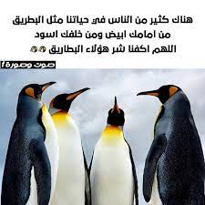 pin by صوت وصورة hd on roro penguins